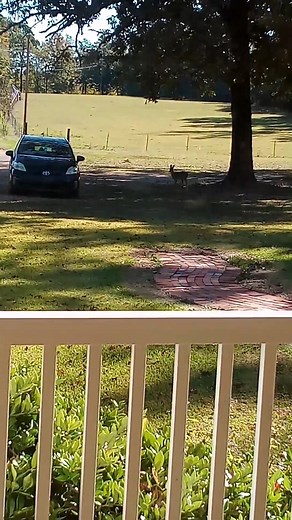 Deer in Mama's front yard this morning. 🤎 | Heather McLendon