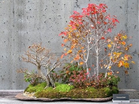 Bonsai Training Guide for Acer ginnala