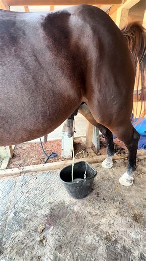 Dealing with My Dog's Hilarious Bathroom Habits