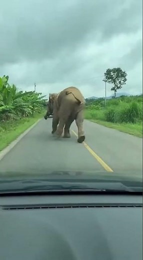 Unexpected Moment: Elephant Tumbles From Cliff Edge Shocking Fall #wildlife #elephants #nature