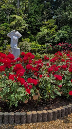 2000株以上咲き誇る霊山寺バラ園 #日本の景色