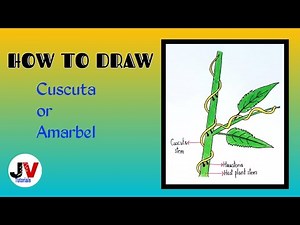 cuscuta drawing|how to draw cuscuta|parasitic plant drawing|dodder drawing|amarbel drawing