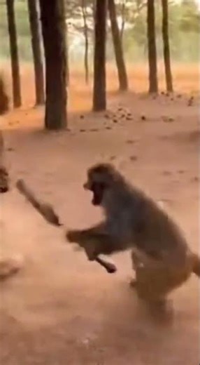 Monkey vs Lion: Unbelievable Wild Fight Caught on Camera