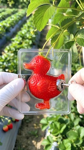 How Strawberry Turned Into a Duck 🦆🍓 #fruitshorts #strawberry #fruittransformation #aifruits #fruit