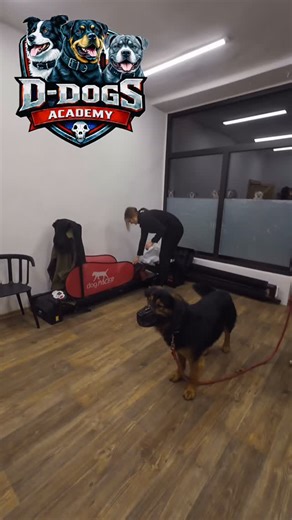 W D-Dogs Academy dbamy nie tylko o szkolenie psów, ale też o higienę… wersji wydarzeń 😄 Dlatego jeśli przychodzicie na zajęcia we dwoje z psem, bardzo prosimy o jedną, wspólnie ustaloną historię tego, co się wydarzyło. Doskonale wiemy, że według jednej osoby pies „tylko się rozpędził”, według drugiej „holował jak lokomotywa”, a według samego zainteresowanego „to na pewno smycz tak pociągnęła”. Dla dobra treningu, sprawności zajęć i zdrowia psychicznego trenera przyjmijcie proszę jedną wersję wy