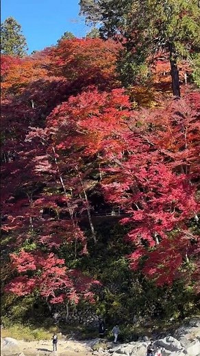 🍁紅葉2025🍁速報！絶景！真っ赤に燃える「香嵐渓」！見頃！巴川の歩道から♪2025年11月22日
