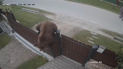 Bear Climbs Over Fence