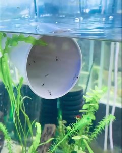 Baby #shrimps Check out these cute black crystal shrimps, we bred locally in our tap water aquariums. Taking their first steps in uncharted territory 😅… Well, it’s still a nano tank, no babies were harmed in this video 😉. | The Great Amazon