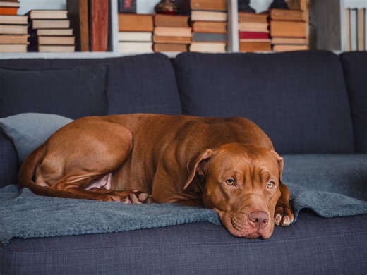 Woman shares reality of having a pit bull for protection—viewers obsessed