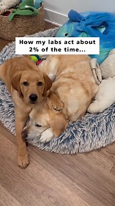 Raising a Puppy: Joys and Realities of Life with a Yellow Labrador