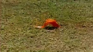 FILM : Jal Bin Machhli Nritya Bin Bijli ( 1971 ) SINGER : Lata Mangeshkar. MUSIC : Laxmikant Pyarelal CAST : Raja Paranjpe , Sandhya , Abhijeet bharracharya | Mamta Gautam's Playlist