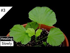 Mallow #3 Time Lapse 4K | Grow Up House Plant | Relaxing Piano Music | Home Gardening