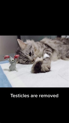 Castration Surgery Recovery Progress and Care