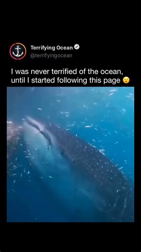Terrifying Ocean on Instagram: "When feeding, a whale shark turns the ocean itself into a conveyor belt of prey. With its massive mouth wide open, it can process over 20,000 liters (5,300 gallons) of seawater every hour, filtering it through specialized gill rakers that trap organisms as small as 1–2 millimeters wide. In a single, slow-moving gulp, thousands of living creatures vanish into a system designed to strip life from water at an industrial scale. It isn’t a bite. It isn’t a chase. It’s 