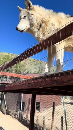 Payments in Treats at the Wolf Sanctuary