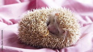 Dwarf hedgehog sleeping and breathing.Wake up when disturb from smell.Use nose movement try to smell something.Sleep in round shape.