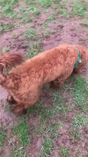 Boo, Buddy & Sonny Pom, Lab & Cockapoo.@DogtrainersUK