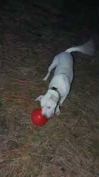 Gabby jolly ball. singing songs wrong is my forte, or just habit