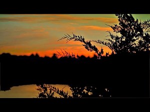 Calming Nature Sounds To Help You Sleep | 60-Min Relaxation