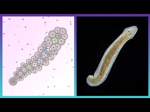 Planarians Are Awesome || Cell Lab
