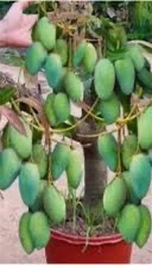 Zen Garden on Instagram: "Growing mangoes in a pot is easier than most people think. A healthy grafted sapling, a recycled plastic bottle, and a coco-peat rich mix are all you need to get started. Grafting ensures early fruiting, while the airy coco peat keeps roots oxygenated and thriving. Place your pot in full sun, keep the medium evenly moist, and let your mini mango tree build a strong root ball. With the right care, container-grown mangoes can flower and fruit beautifully—even in small urb