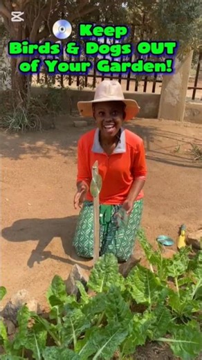 ✨ Old CD Disks = Natural Bird & Dog Repellent 🌱💿