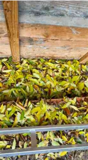 Tramp vs Nature When the Rain Changes Everything