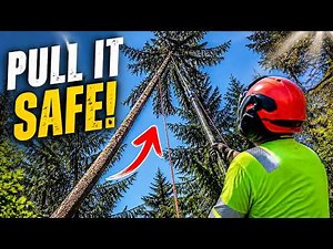 Safe Hung-Up Tree Removal: Crown Pulling Method