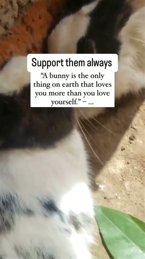 please love bunnies like they do so please donate any amount for them