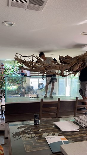 55K views · 3.4K reactions | Big tanks require big aquascapes, but...