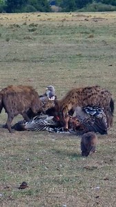 1.6M views · 10K reactions | Nothing better than a quick afternoon snack!! #zebraplainsmoments #zebraplainscollection To enquire about, or book, a safari at one of Zebra Plains Collection's Mara Camps you can get in touch at: reservations@zebraplainsmara.com Or WhatsApp on +254790789122 Download our brochures to learn more about the camps: www.zebraplainscollection.com/brochures | Rob The Ranger Wildlife Videos | Facebook