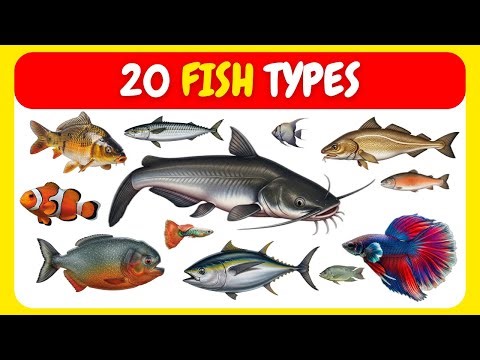20 Types of Fish Name in English & Hindi | Machhliyon Ke Naam | Learning Video for Kids