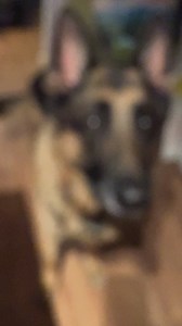 83K views · 4.4K reactions | Just call me Elvis .. thank you very much | Ten Shakes of Grace | Facebook