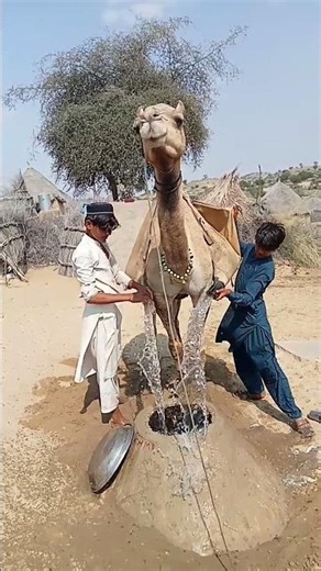 رجلان يعصران الماء من القماش فوق ظهر الجمل ويسقطانه في الحوض