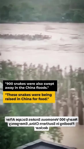 china snakes china snakes escapes china snakes flood china snakes in flood china snakes float in flood #china #snakes #flood #water #weather