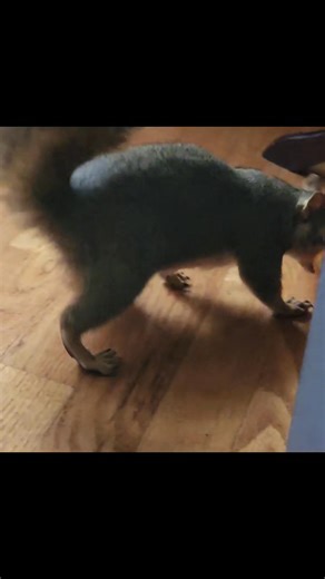 Squeaks found a cheese puff that Sparky hid on the window sill. | Peanut and Rip and Rocky the Squirrel, Scarlette and Sparky the Squirrel