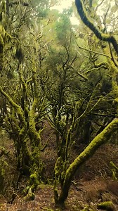 Mucho más que un destino, El Hierro es ese lugar donde soñar despiert@ 😍 | Isla de El Hierro