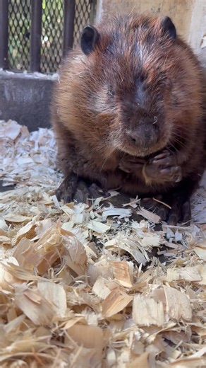 2.9K views · 73 reactions | When you see a beaver rubbing or...