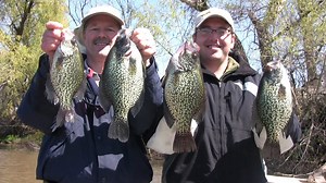 How to fish for huge slab crappies using live bait (minnows)