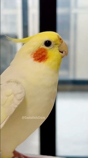 Adorable Cockatiel Jerry's Cute Singing Moments ☺️🎶🦜 #cockatielscraze