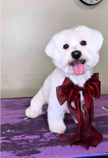 Grooming a Shih Tzu/Maltese Mix Dog