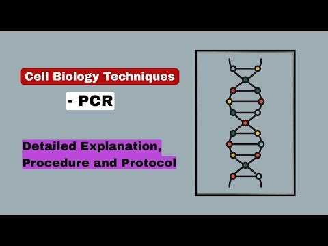PCR Explained Step by Step | Cell Biology Technique Made Easy (Animation)