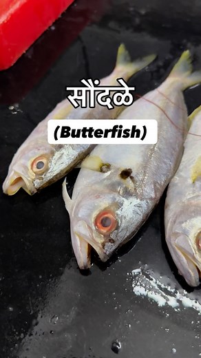 Fishtokri on Instagram: "Welcome to the ‘Know Your Fish’ series - Part 2 !  Today, we’re diving into Saundale, also known as Butterfish – buttery in taste, smooth in texture and high in nutrients. Let’s explore what makes this fish a delight on your plate! (fish, fresh fish thane, unique seafood dishes, seafood series, fresh fish daily, fishtokri, know your fish, fresh fish online, seafood brand, cleaned cut fish, online fish delivery thane, mumbai, navi mumbai)"