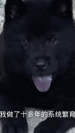 This Chinese Village Dog Just Won an International Award — And You’ll Cry Watching Her Walk That Sta