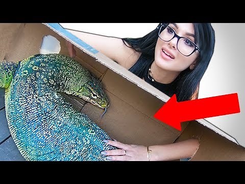 WHAT'S IN THE BOX CHALLENGE **LIVE ANIMALS**