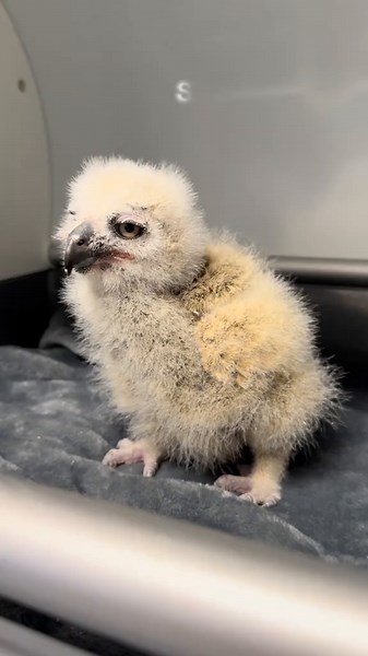 Relaxing Baby Great Horned Owl Sounds for ASMR