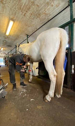 Horse hoof trim | Nordic Farrier