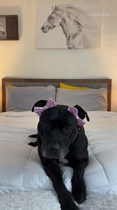 229K views · 10K reactions | want to send her one? her PO Box is | Akira Black Pit PO Box 587 Shenandoah PA, 17976  she will love sniffing all the cards 來 #dogsoffacebook #dogs #pitbulls #pitbull #pittie #valentinesday | Akira Black Pit | Facebook