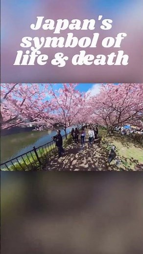 Japan Spring 2023 Cherry Blossoms - Blooming Now! (Izu Peninsula, Shizuoka Prefecture)