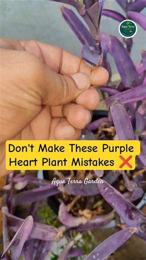 How to Make Purple Heart Grow Faster 🌿✨ #purplehearts #purpleheartplant #plantscare